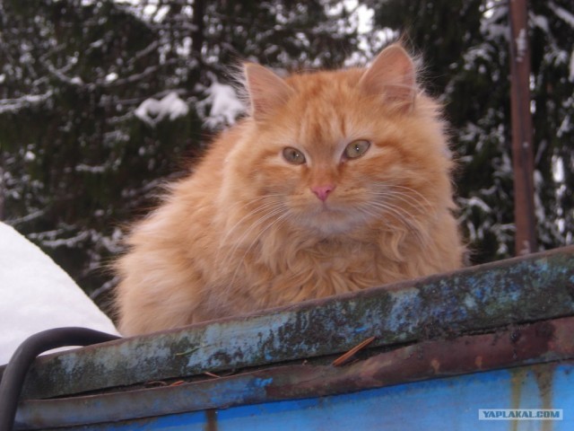 Котовторник - С праздником, котоводы!