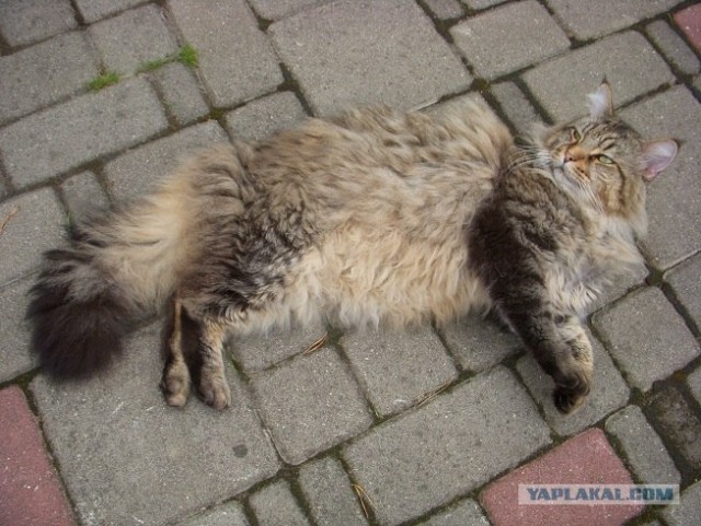 Ну и где ваш котовторник?