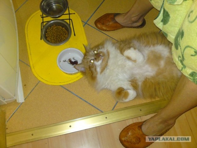 Котовторник 13.12.11 - магическе числа