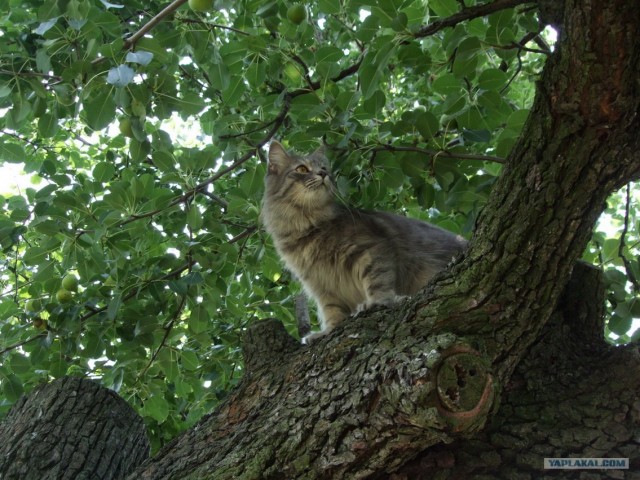 Котовторник! 13.03.2012