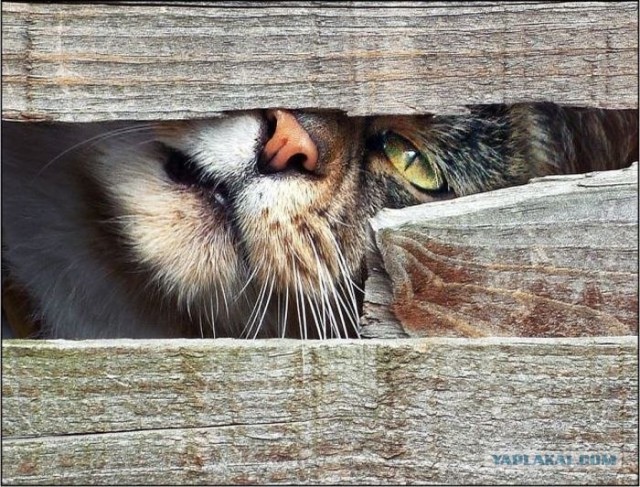 Котовторник 17.04.2012