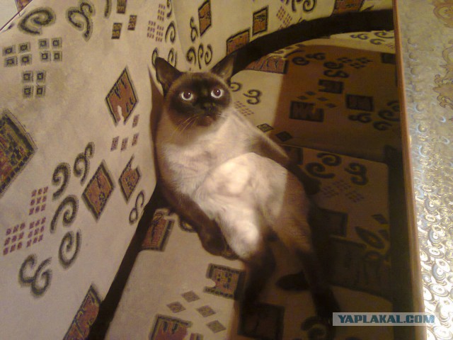 Зимние коты
