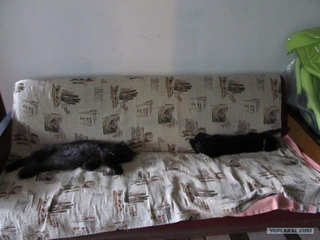 Котовторник 24.07.2012