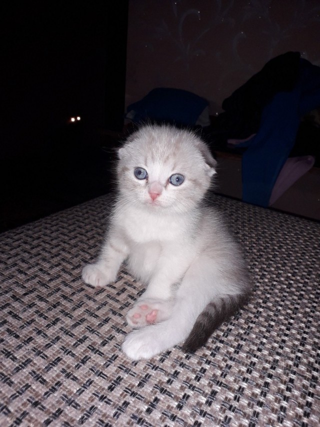 Забавные фото котеек