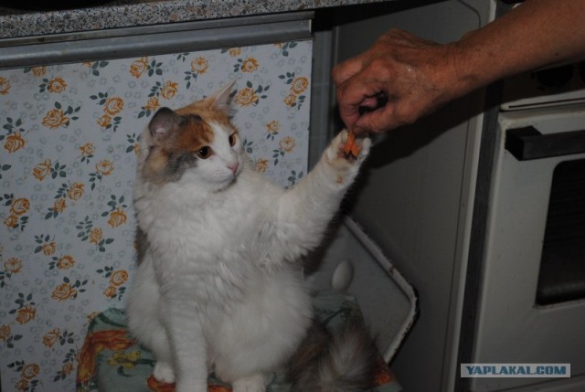 Котовторник  28.08.12