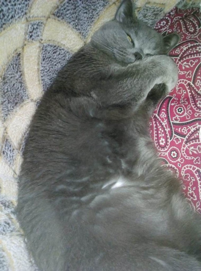 Котовторник 29.01.2019!