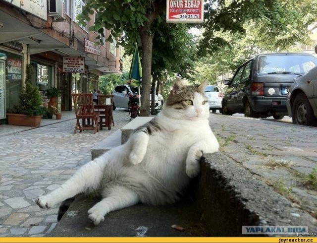 Про котов и про КОТА