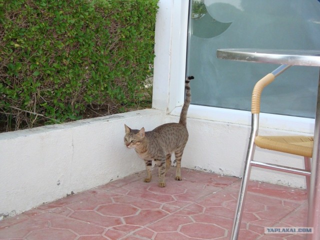 Котовторник 29.01.2013
