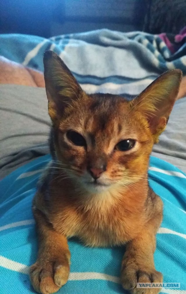 С Днём кошки!