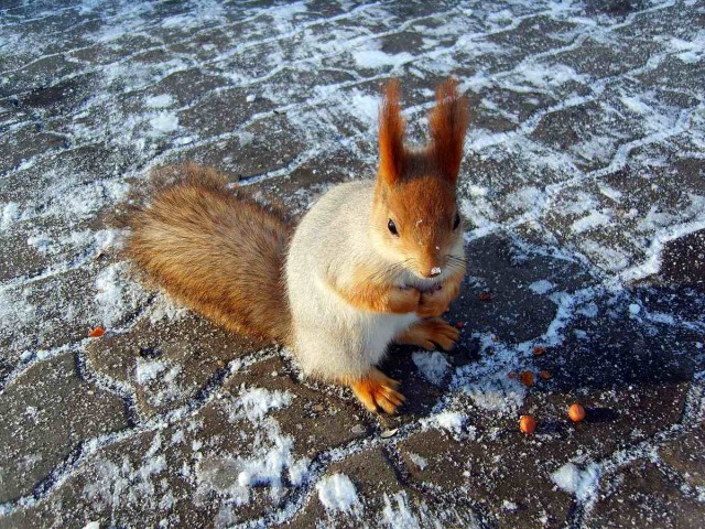 Милые животные. Мимиметр сломался