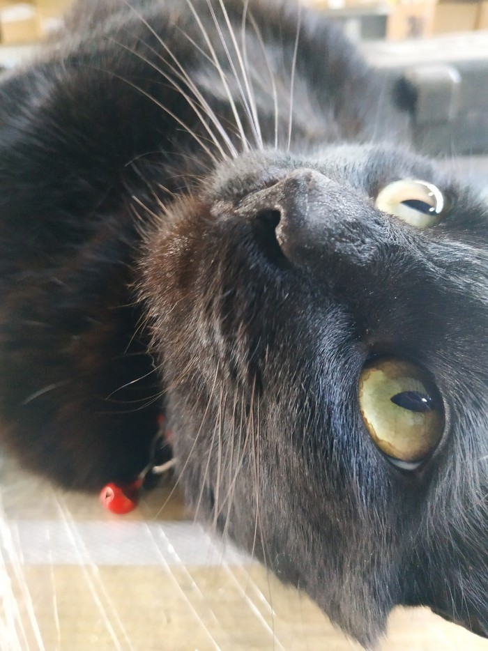 Кошиная жесть