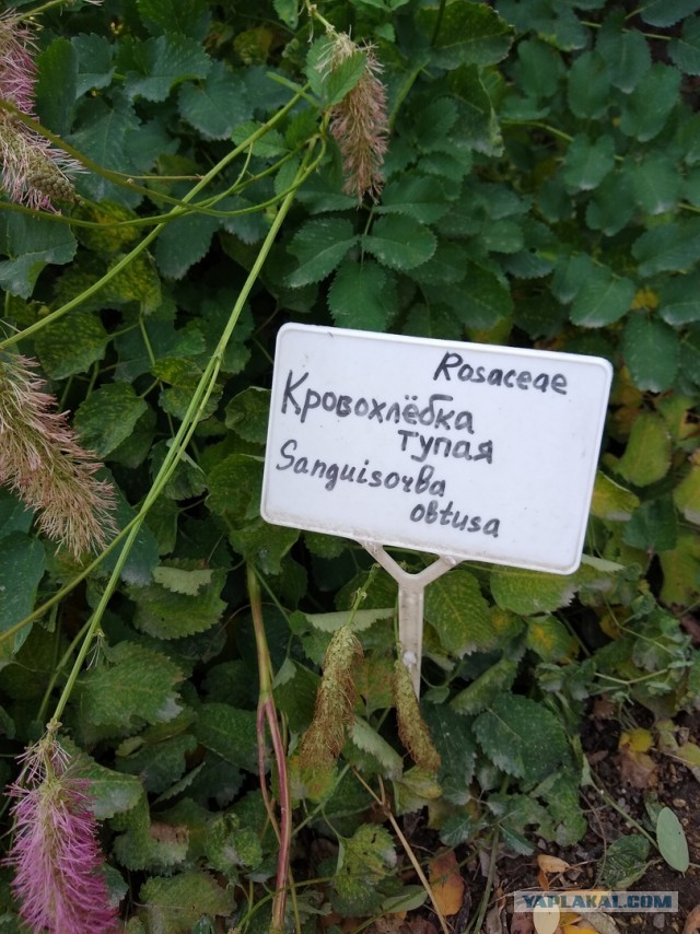 Перлы 09.09.19