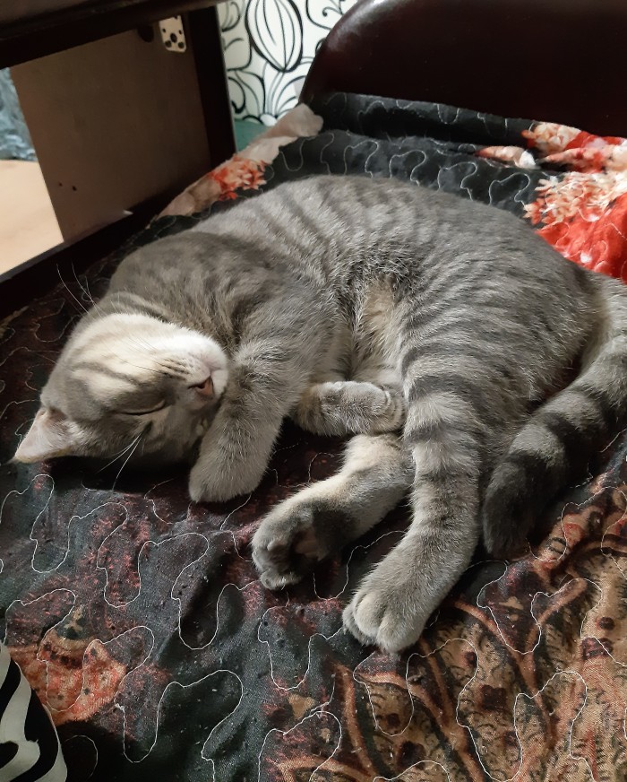 Котовторник *новогодний* 31/12/2019