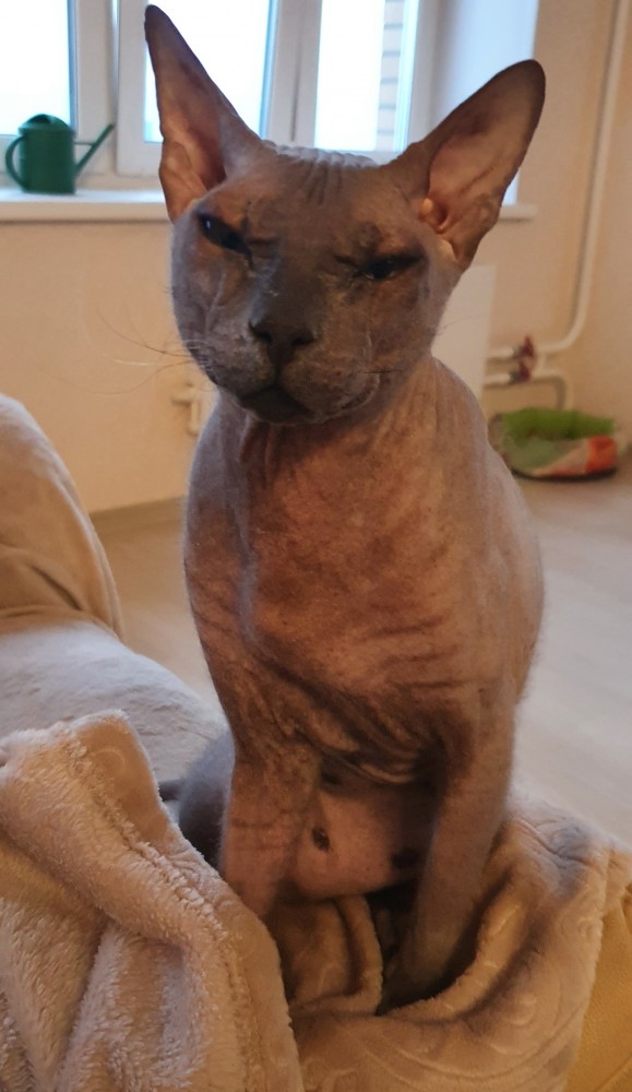 Коты, которые нас порадовали!
