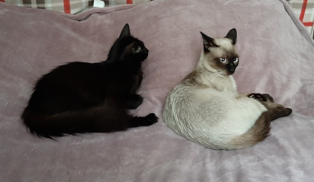 Ну, с котовторником!