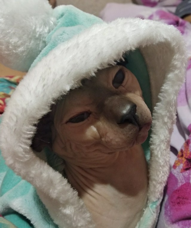 Котовторник?! Коты во вторник!