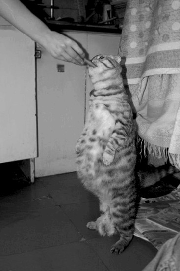 Кормим кота с рук