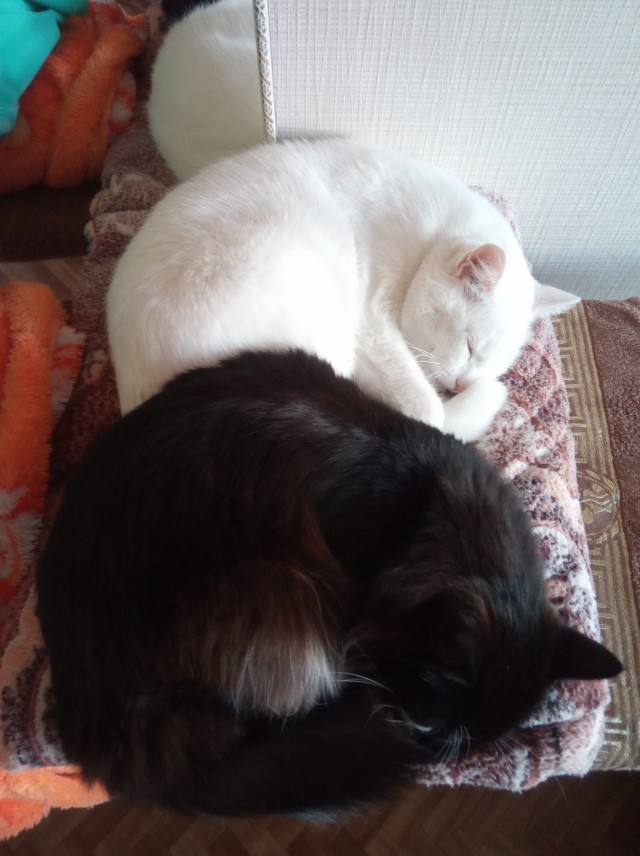Котовторник 17.11.20