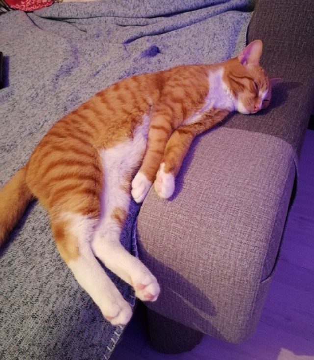 Котовторник. Добавляйте своих