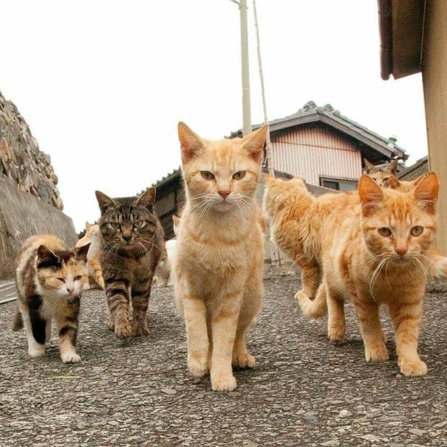 Уличные котаны