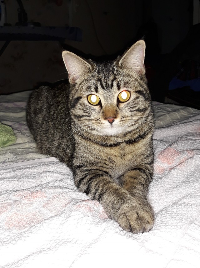 Котовторнику быть!