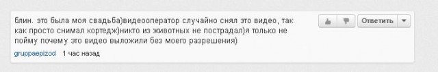 Коты избивают собаку