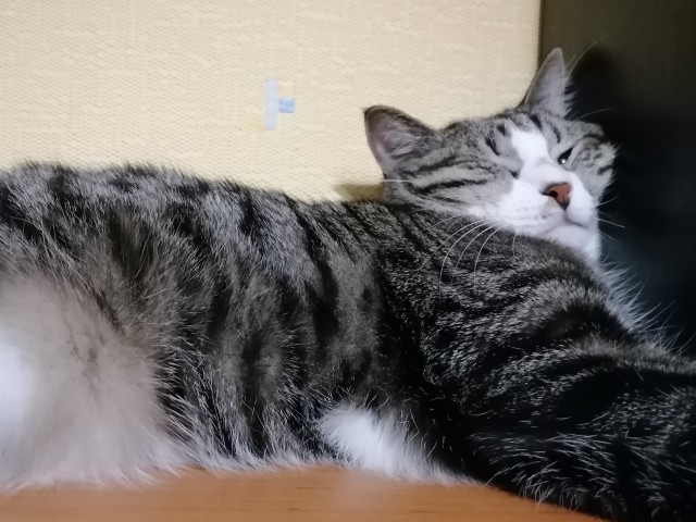 Котовторник же!