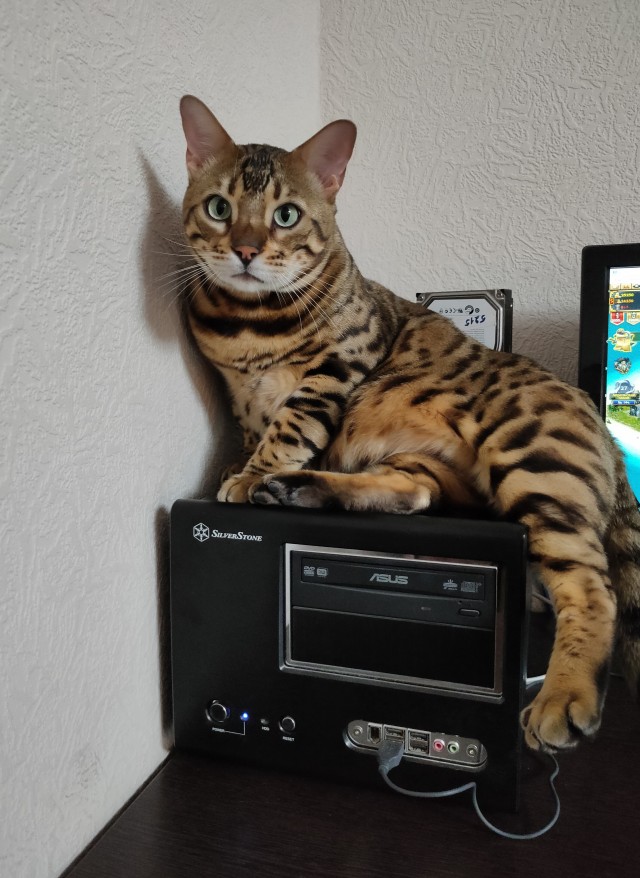Даешь котовторник!