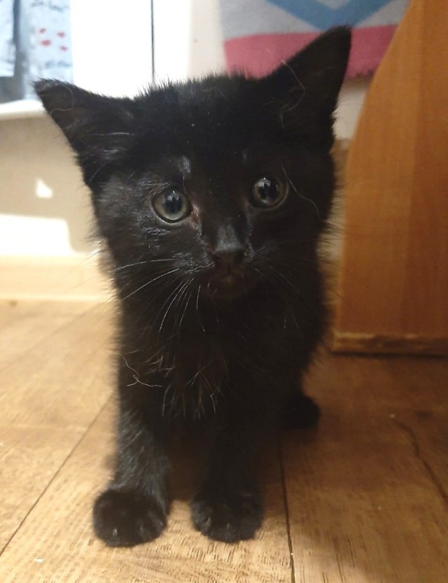 Подборка всякой живности