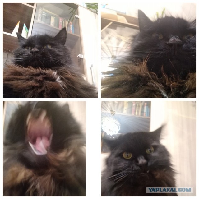 Хоба! Котовторник!