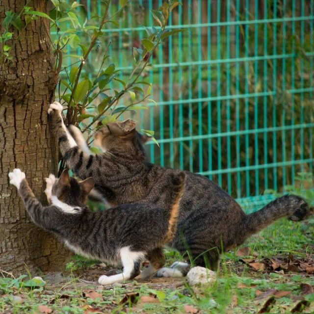 Разные котики