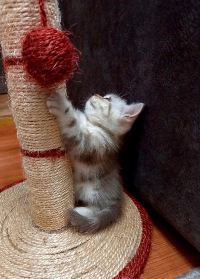 Котятки!!