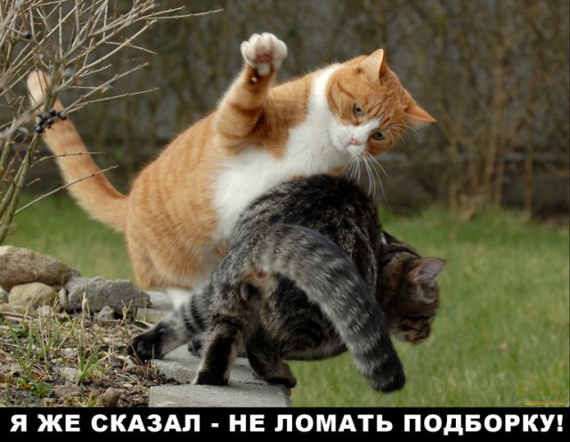 Злые котики - к последнему летнему котовторнику