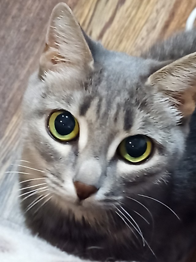 Котовторнику быть