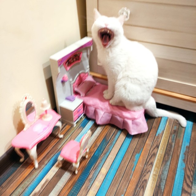 Котовторник. Февраль