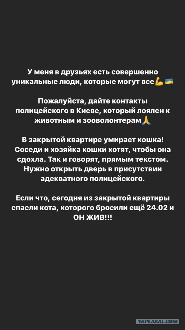 Кошки в Киеве