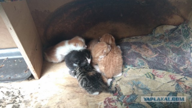 Пушистикам посвящается!