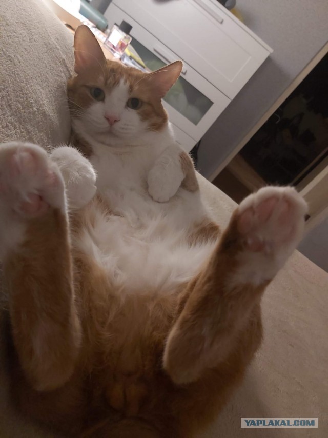 Котоманы, как не разориться на кормежке котов?