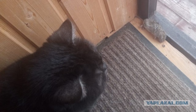 Котоманы, как не разориться на кормежке котов?