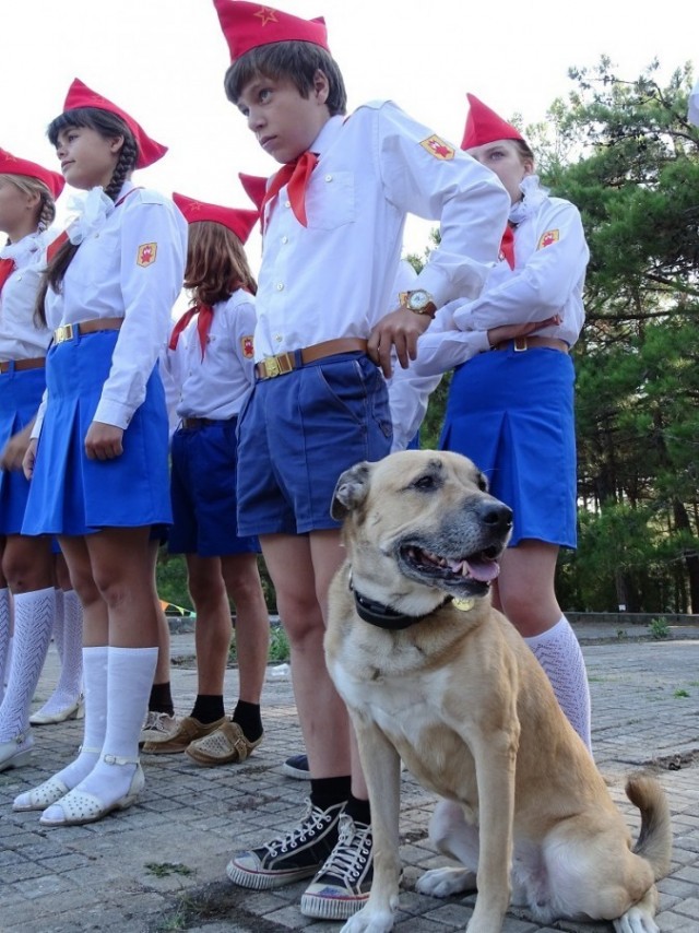 Собаки в кино