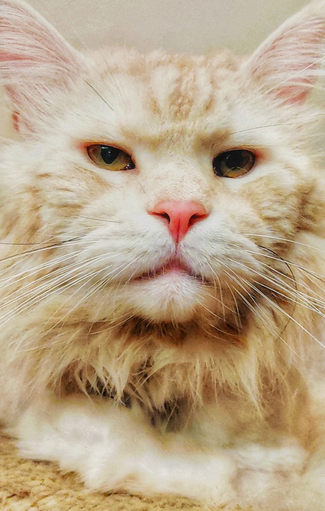 Котовторник