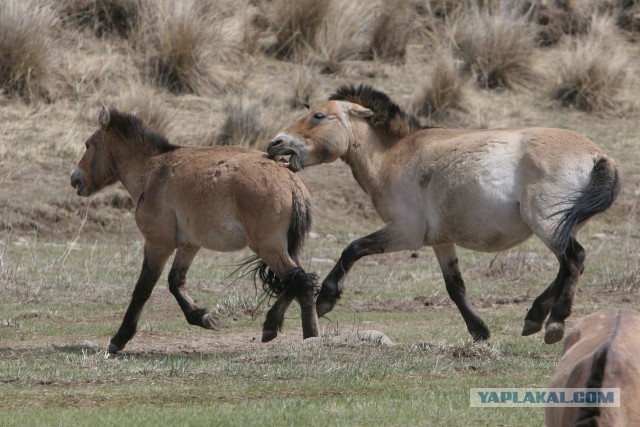 В Монголию на мотоциклах 2006