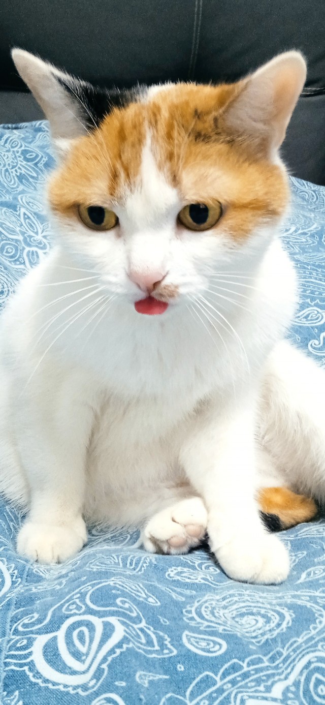 Котовторник