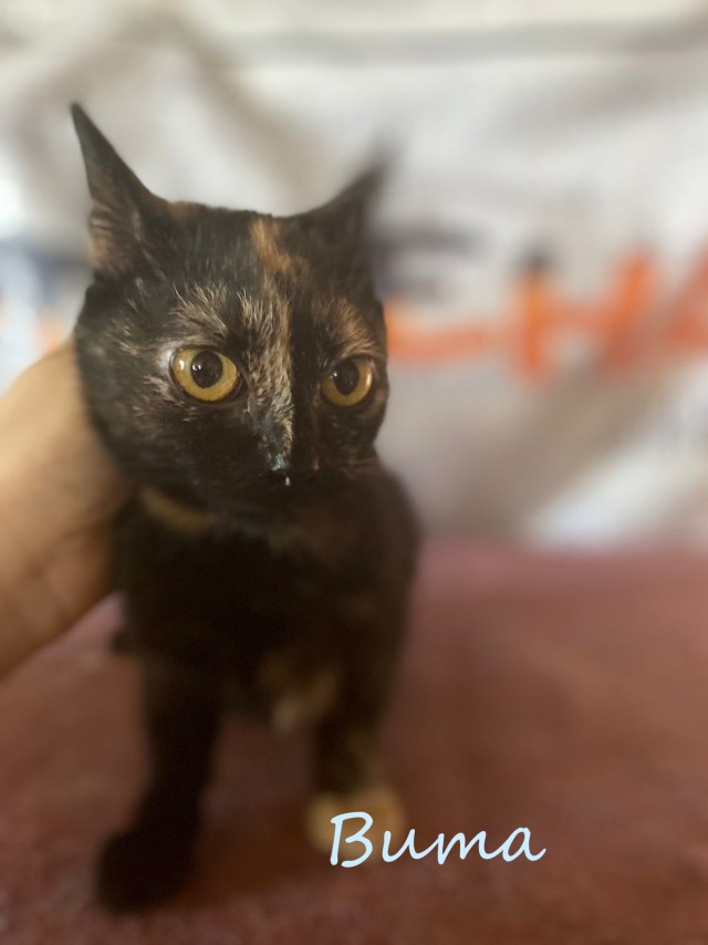 Жизнь домашнего приюта "Котоленд" 383