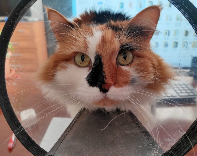 Котовторник