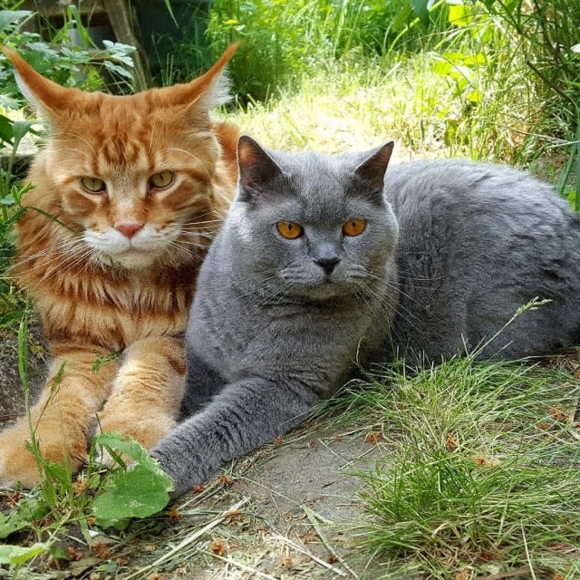 Много дел у кота на даче...