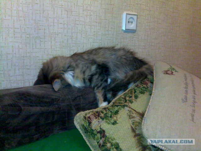 Котовторник 09.04.2013