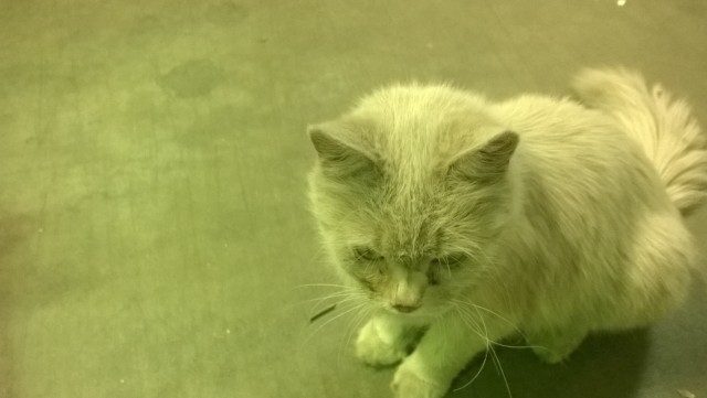 Коты пролетарии