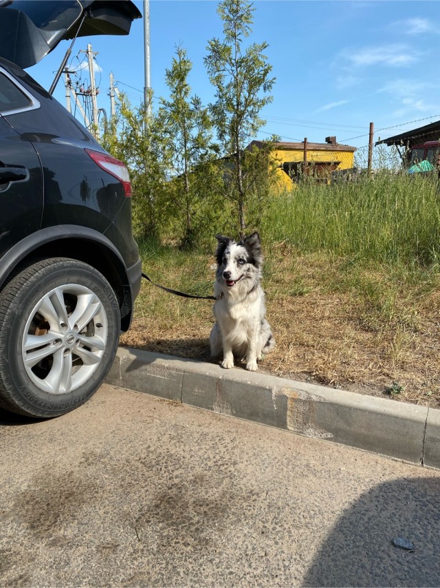 Собаки кидаются на прохожих. Собаки кидаются на прохожих. Напала псина во дворе фото. Собаки бросаются под машины. Собаки бросаются под машины.