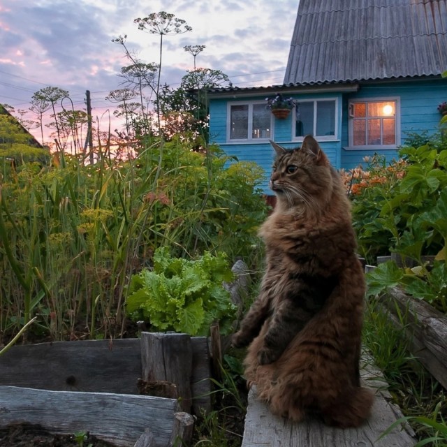 Квартирный кот впервые в деревне